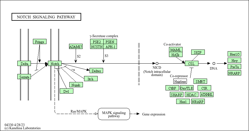 NOTCH Signaling Pathway by KEGG