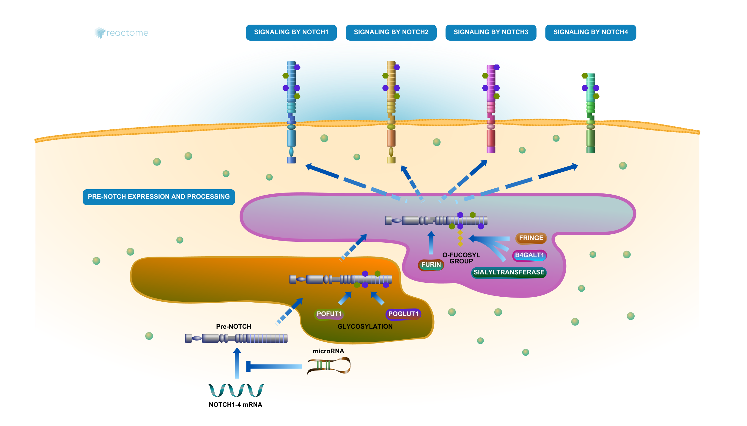 NOTCH Signaling Pathway by Reactome