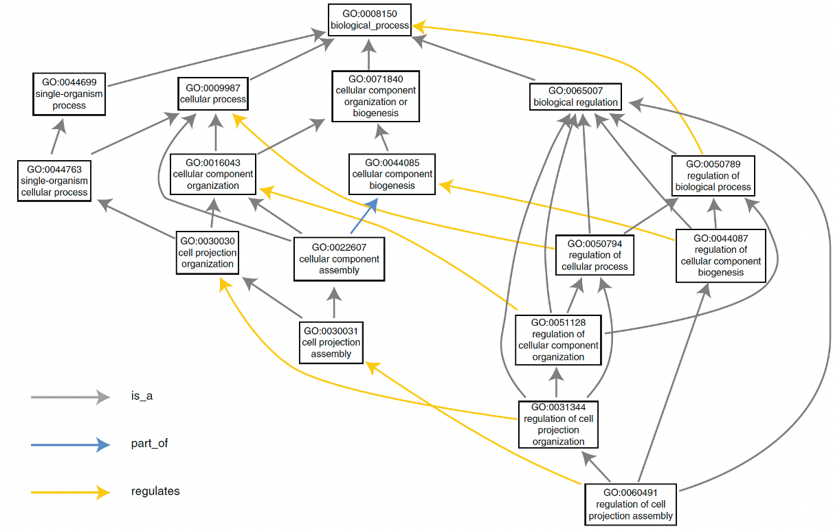 The structure of gene ontology.