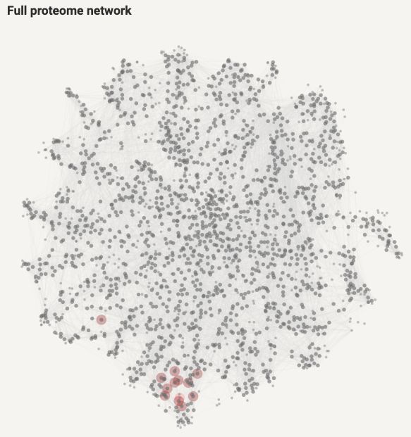 Proteome network