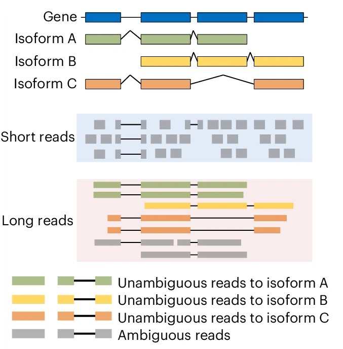 Short reads can be ambigious as to which isoform they belong to. Long reads have less uncertainty. Image source: Improving gene isoform quantification with miniQuant, 2025
