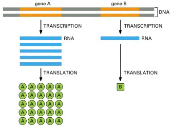 Genes can be expressed with different efficiencies. Image source: Molecular Biology of the Cell: From DNA to RNA