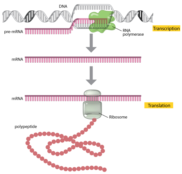 A gene is expressed through the processes of transcription and translation. Image source: Translation: DNA to mRNA to Protein