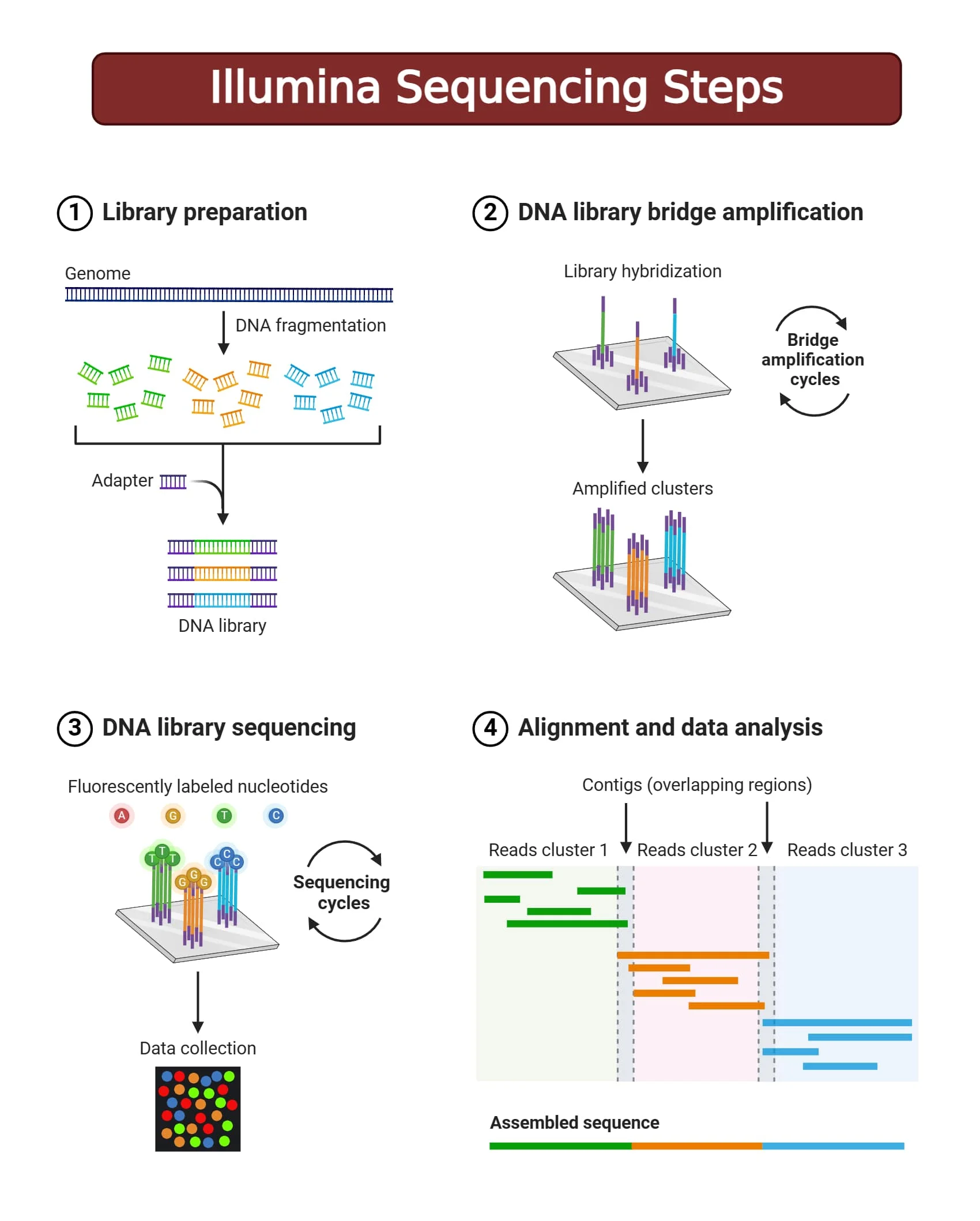 Illumina Sequencing by Synthesis. Image source: Microbenotes: Illumina Sequencing