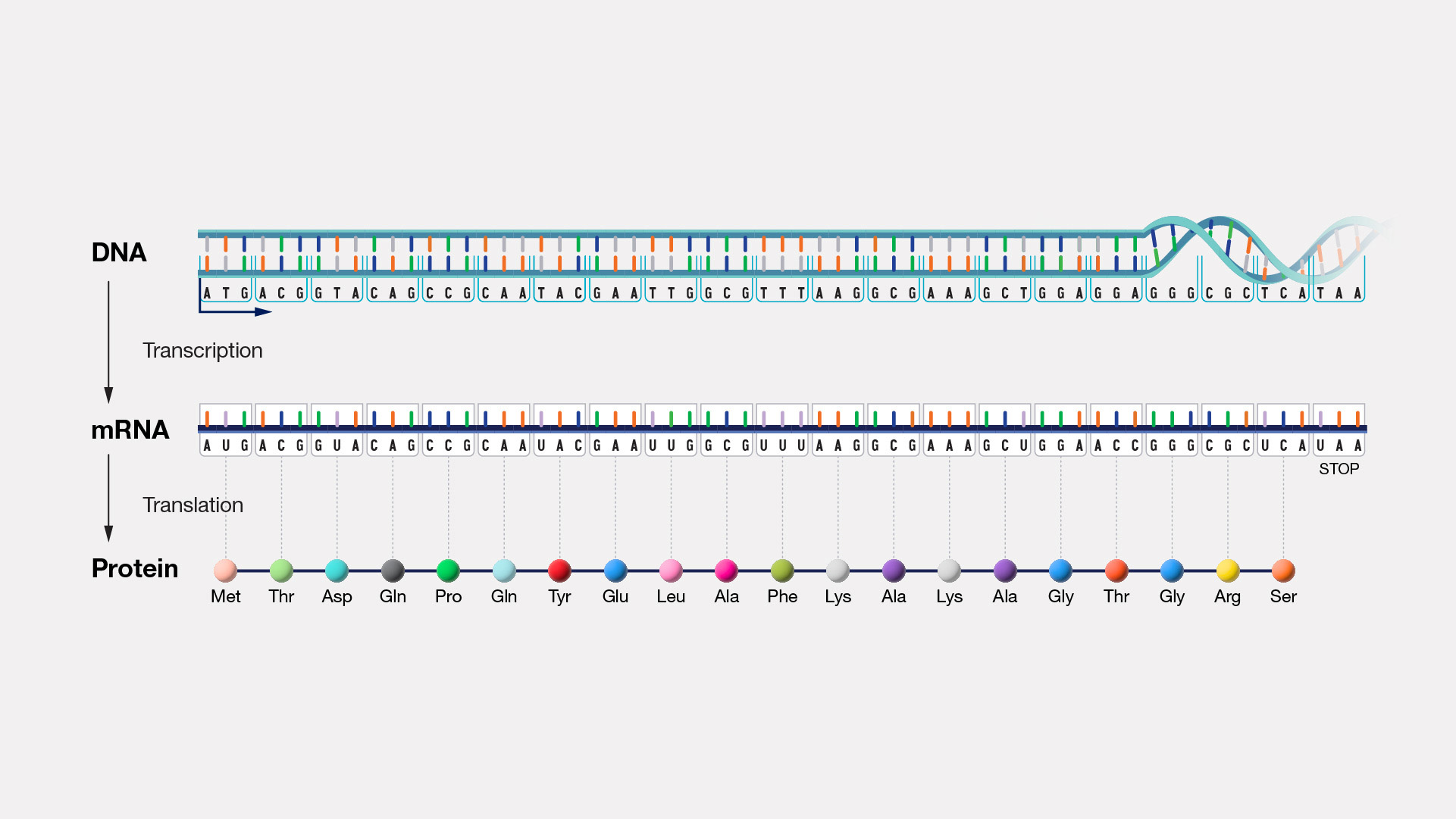 Central Dogma of molecular biology. Image source: NIH