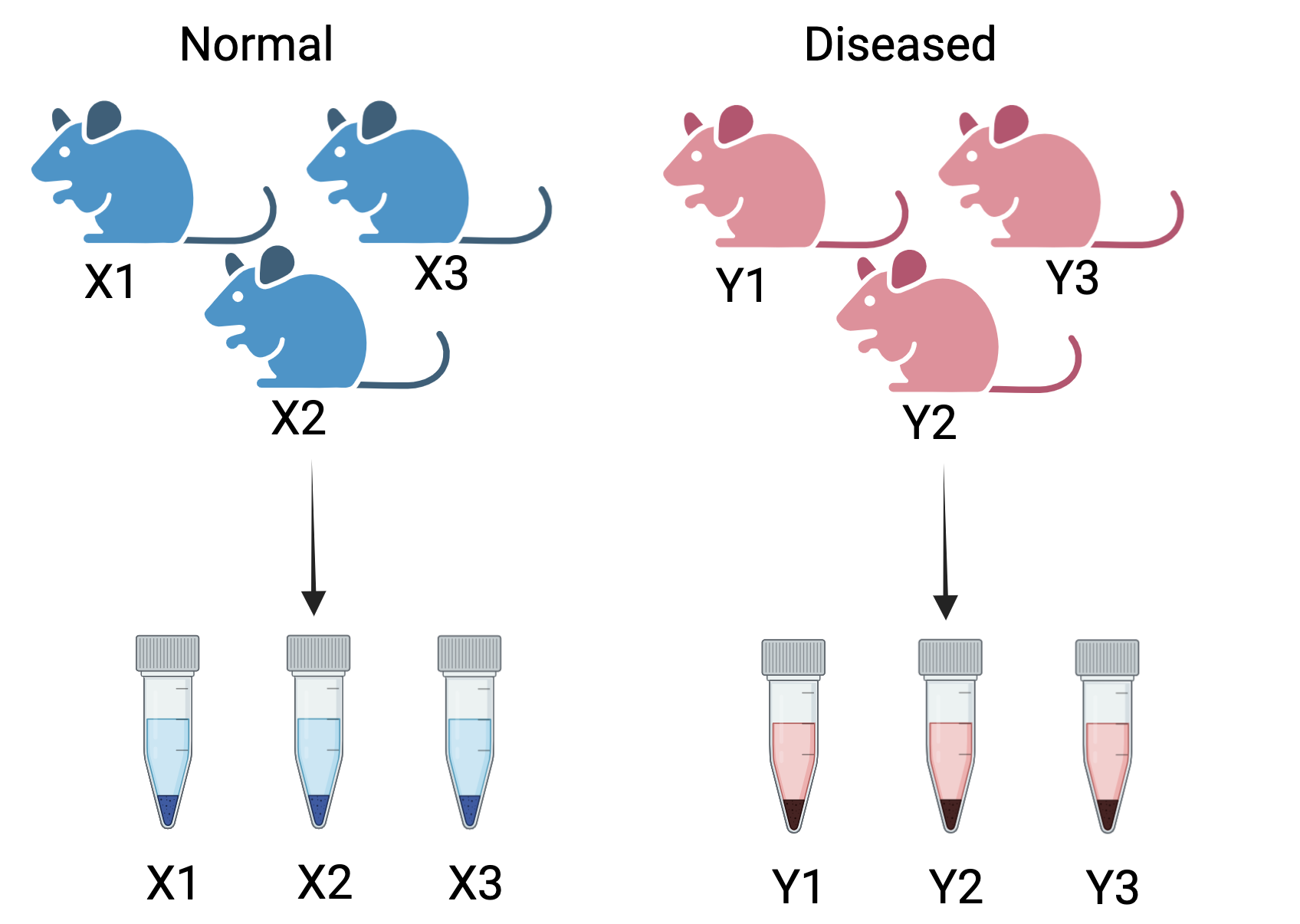 Correct way to create biological replicates: A measurement taken from the three different mice for two conditions - normal and diseased. These are called biological replicates. These capture the biological variation between samples