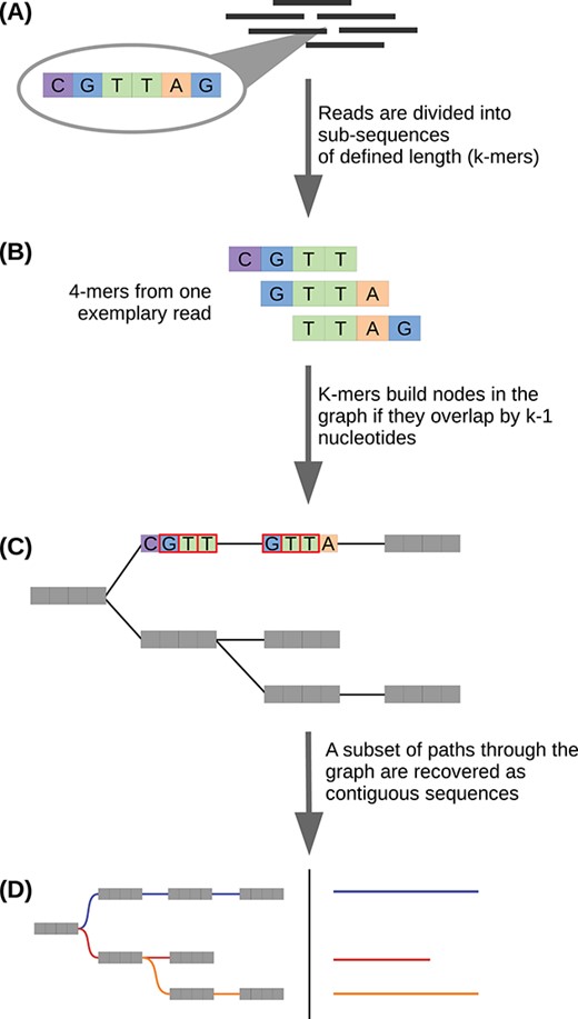 Image source: A simple guide to de novo transcriptome assembly and annotation (2022)