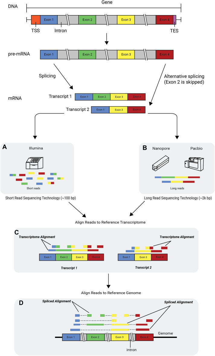 Alternative splicing and RNA technologies. Image source: Deshpande D, et al, RNA-seq data science: From raw data to effective interpretation. Frontier Genetics. 2023