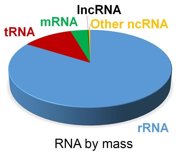 Estimate of RNA levels in a typical mammalian cell. Image source: Non-coding RNA: what is functional and what is junk? 2015