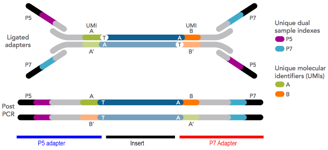 Illumina adapter format showing flowcell binding regions (black), index/barcode sequences (light blue and purple), unique molecular identifiers (orange and green), and insert between T and A bases (blue-grey, centre). Imagen source idtdna