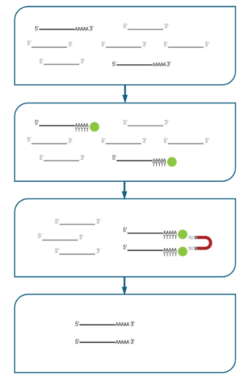 Poly-A selection mechanism using oligo-dT coated magnetic beads. poly-A mRNA is captured onto the oligo-dT beads, the beads are recovered, washed, and only poly-A mRNA is eluted.