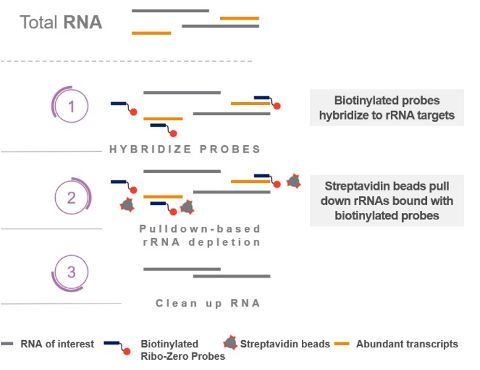 Pull-down of rRNA (and other unwanted transcripts). Single-stranded DNA probes with biotin tags are added to the denatured RNA and allowed to hybridise. Magnetic beads coated in biotin-binding streptavidin are added to capture the probes and their hybridised targets, and are recovered and discarded. Remaining material is depleted of rRNA. Image source illumina