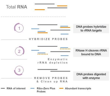 RNase H enzymatic depletion of rRNA (and other unwanted targets). 1) Specific ssDNA probs are added to the purified RNA and allowed to hybridise. 2) RNase H digests DNA:RNA hybrids. 3) DNA probes are removed with DNase I, leaving behind enriched mRNA.Imagen source Library preparation