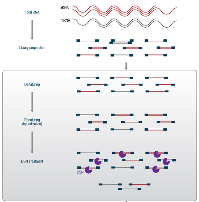 Duplex-specific nuclease can be used to remove high abundance transcripts, and these are mostly rRNA and tRNA. Imagen source lexicon