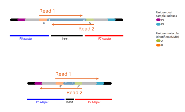 The effect of short inserts: The read length remains the same, but too-short inserts generate at best overlapping reads (top), and at worst adapter read-through (bottom).