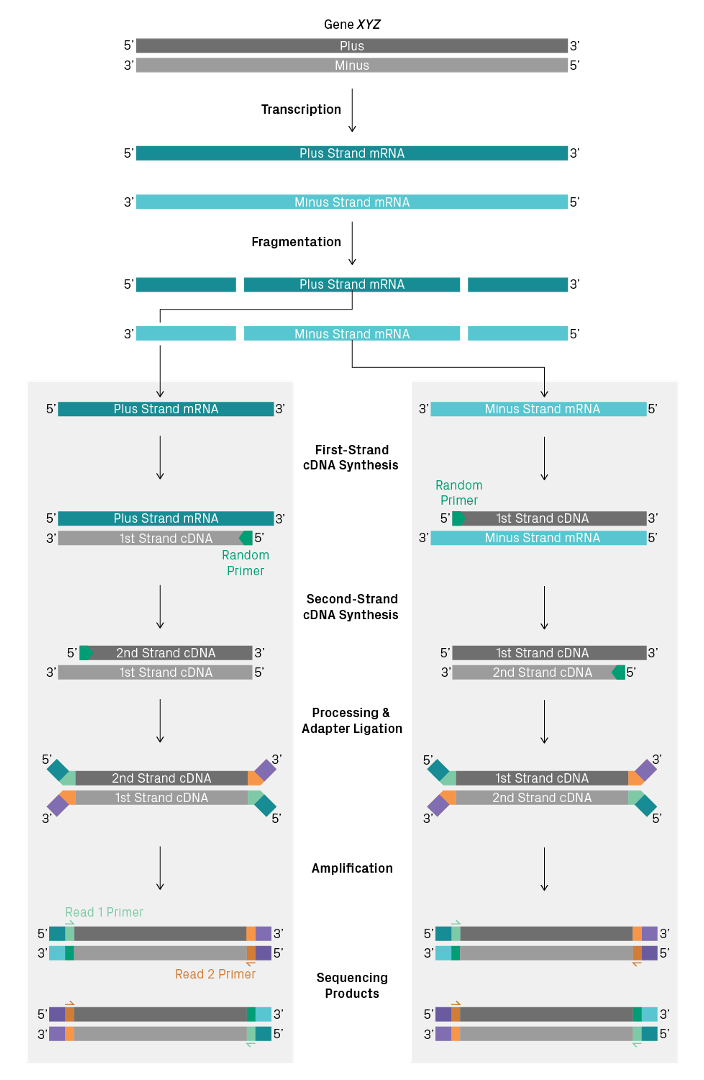 Two transcripts produced from from opposite strands sequenced using a non-directional library preparation kit can’t be distinguished. Imagen source azenta