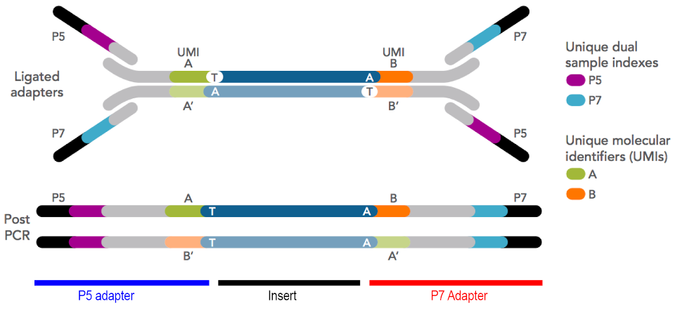 Generic Illumina-format sequencing library structure. Adapters can be ‘stubby’, and completed by PCR, or they can be ‘full’, and include all parts of the adapter at ligation. The diagram above shows stubby adapters containing UMIs ligated to an insert, with indexes and flowcell binding regions added by PCR.