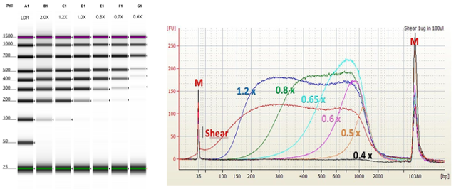 Size selection of DNA fragments using magnetic beads. As the ratio of beads+buffer decreases, smaller fragments are no longer precipitated. A ratio of 2X beads:sample will recover essentially all fragments. A ratio of 0.6X beads:sample will size select to about 300bp.