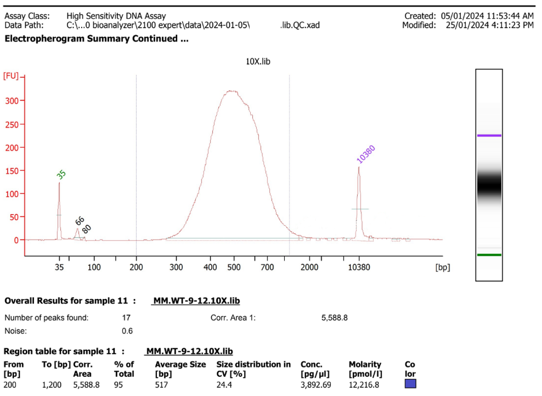 An example of a good library - size distribution centred around 500bp, not much material above 1500b, not much material below 300bp. A small amount of adapter can be seen at the 60-80b range, but the proportion compared to the library is low.